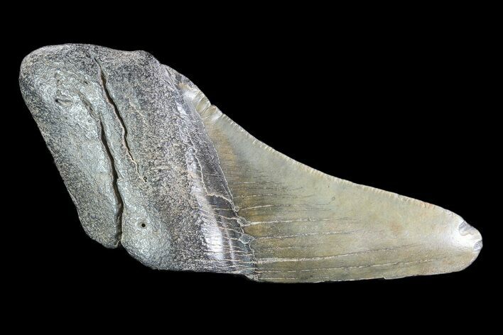 Partial Fossil Megalodon Tooth #89465
